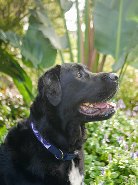 Rays at Dusk  Dog Collar