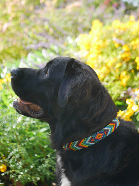 Baby Blue Beaded Dog Collar