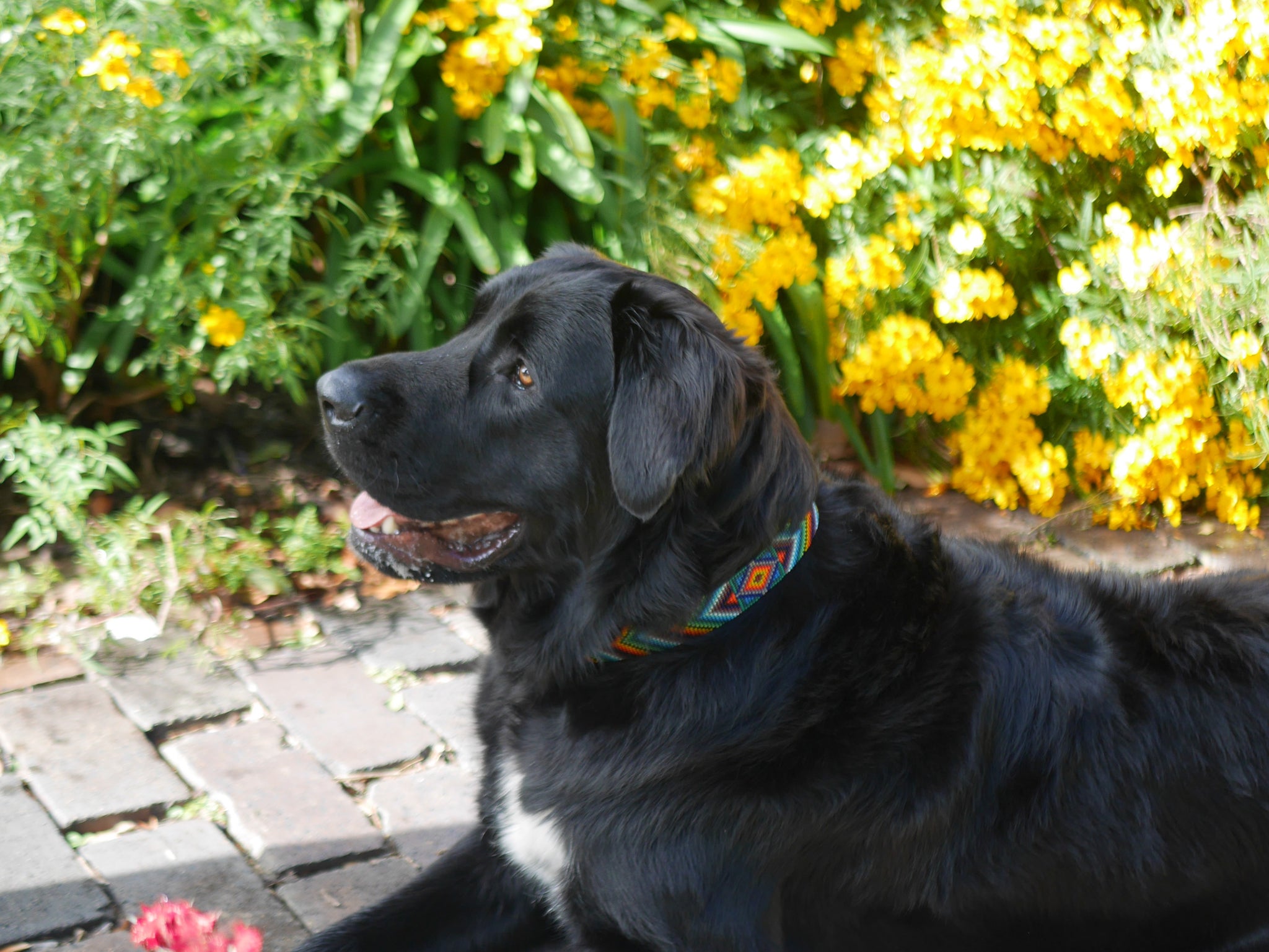 Baby Blue Beaded Dog Collar