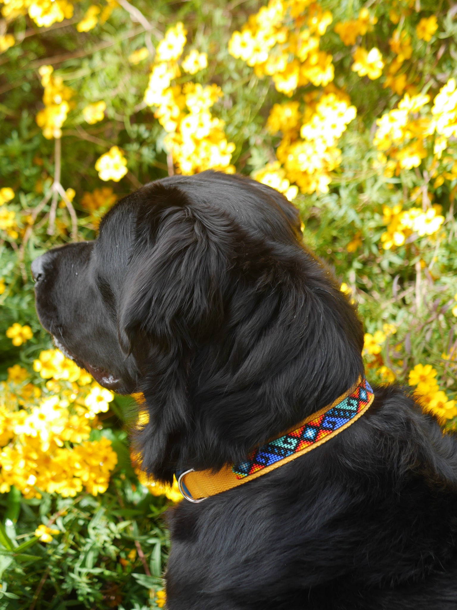 Tribal Sunrise Dog Collar
