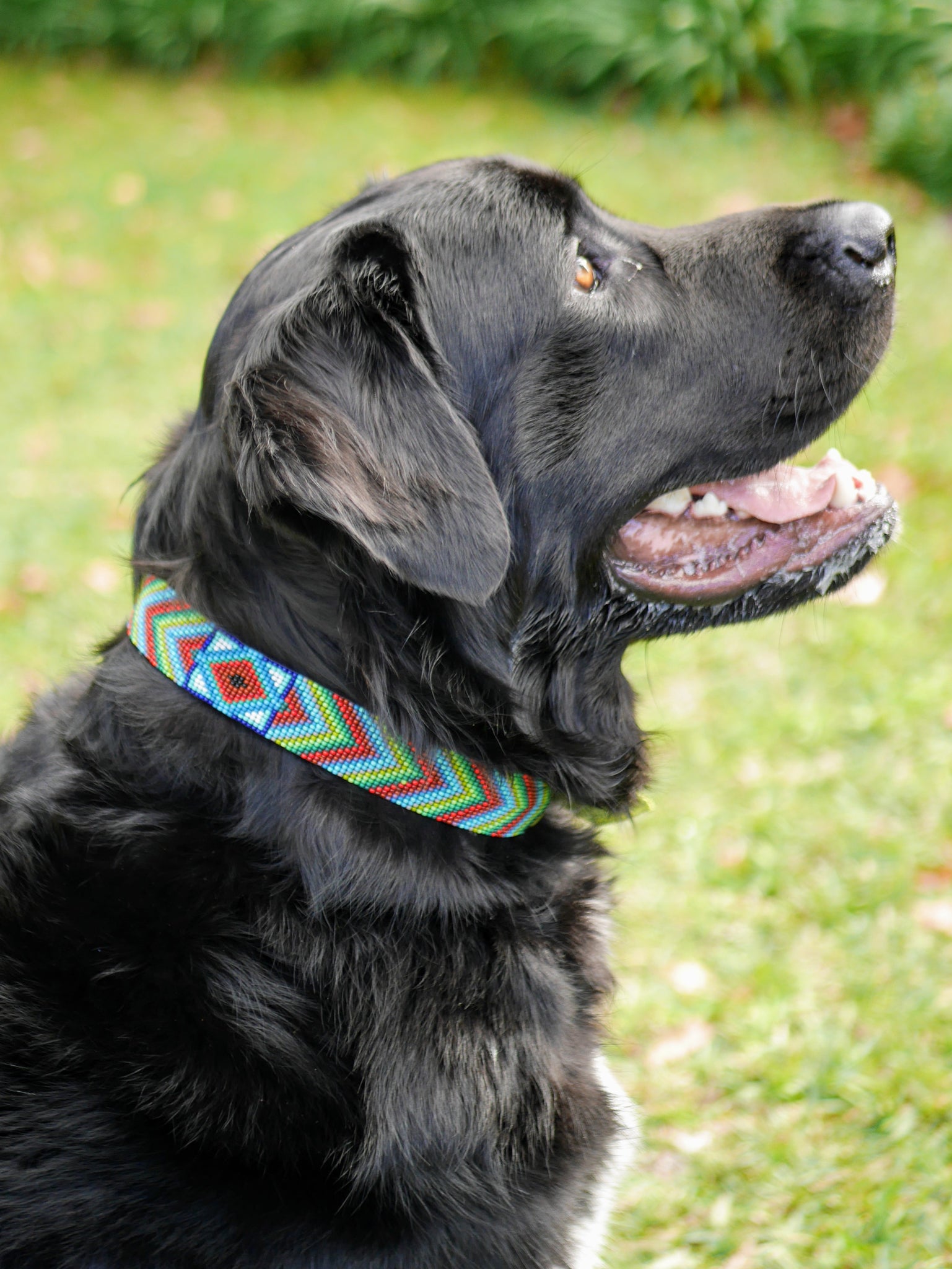 Olive Green Beaded Dog Collar