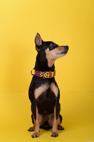 Green Dog Collar