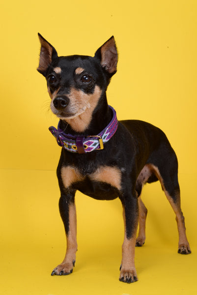 Purple Woven Dog Collar